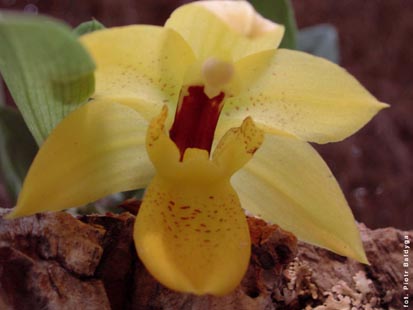Orchidalia w Oran�erii
