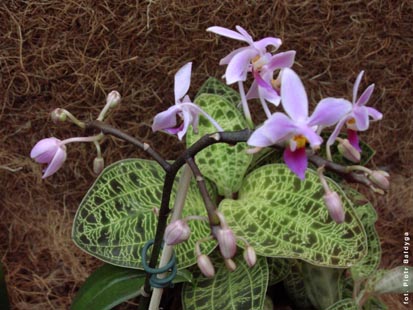 Orchidalia w Oran�erii
