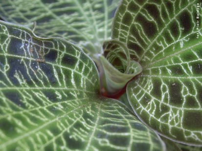 Orchidalia w Oran�erii
