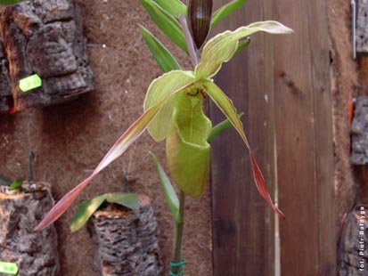 Orchidalia w Oran�erii
