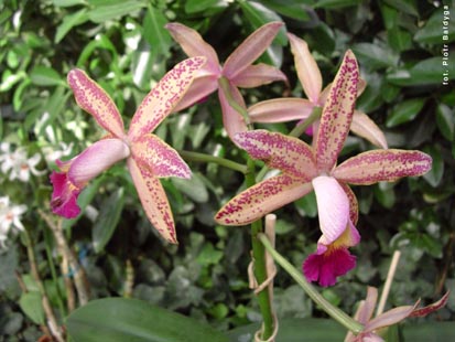 Orchidalia w Oran�erii

