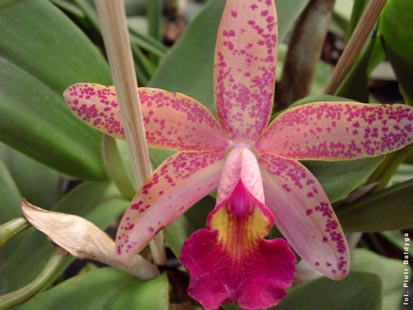 Orchidalia w Oranerii
