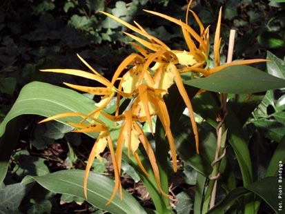 Orchidalia w Oranerii
