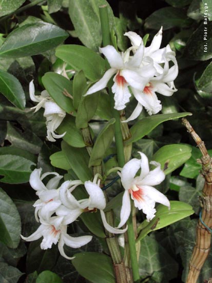 Orchidalia w Oranerii
