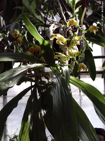 Orchidalia w Oranerii

