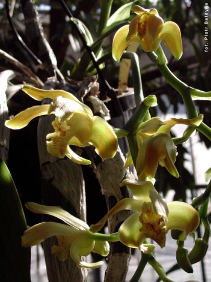 Orchidalia w Oranerii
