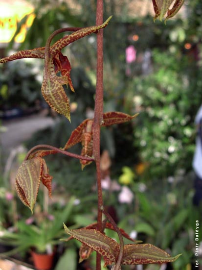 Orchidalia w Oranerii
