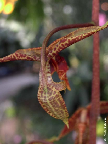 Orchidalia w Oranerii
