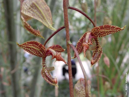 Orchidalia w Oranżerii
