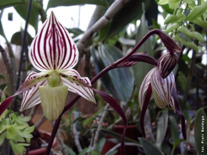 Orchidalia w Oranerii
