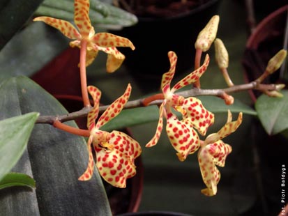 Orchidalia w Oran�erii
