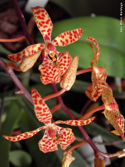 Orchidalia w Oran�erii
