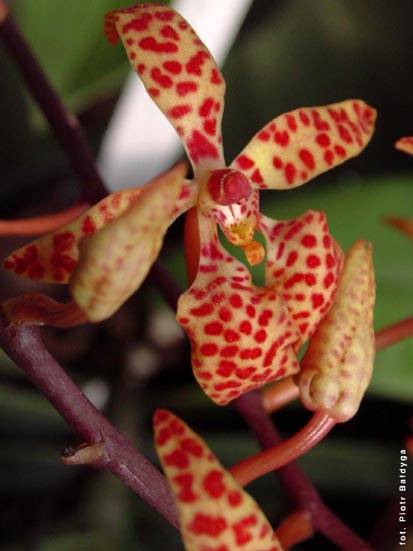 Orchidalia w Oran�erii
