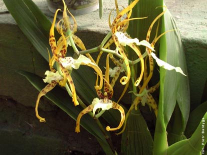 Orchidalia w Oran�erii
