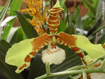 Orchidalia w Oran�erii
