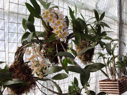 Orchidalia w Oran�erii
