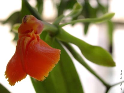 Orchidalia w Oran�erii
