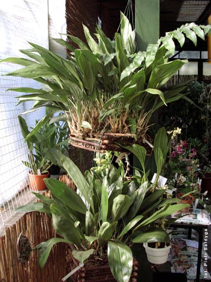 Orchidalia w Oran�erii
