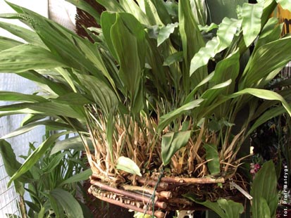 Orchidalia w Oran�erii
