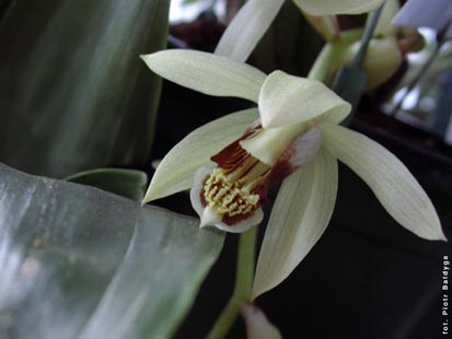 Orchidalia w Oran�erii
