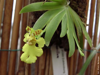 Orchidalia w Oran�erii

