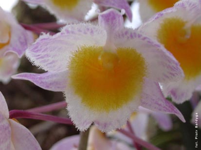 Orchidalia w Oran�erii
