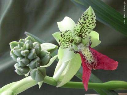 Orchidalia w Oran�erii
