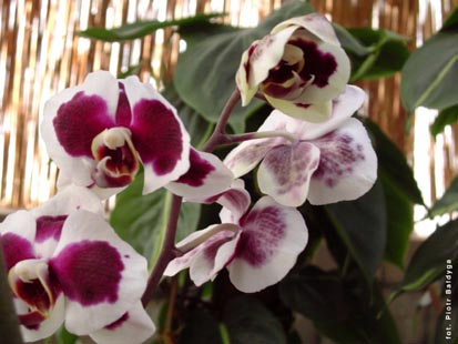 Orchidalia w Oran�erii
