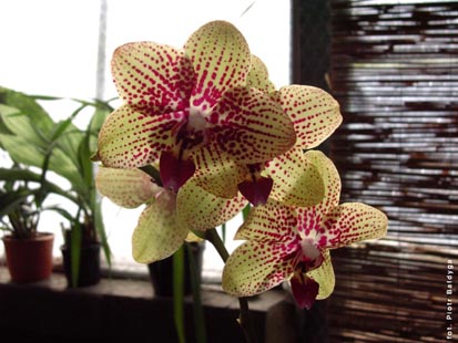 Orchidalia w Oran�erii
