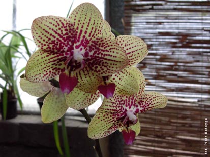 Orchidalia w Oran�erii
