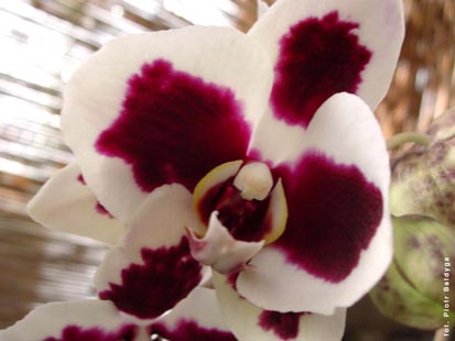 Orchidalia w Oran�erii
