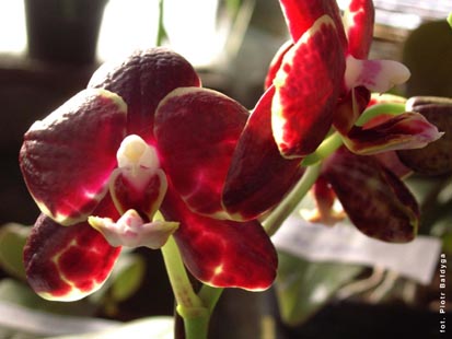 Orchidalia w Oran�erii
