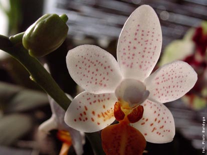 Orchidalia w Oran�erii
