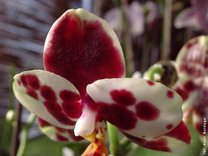 Orchidalia w Oran�erii
