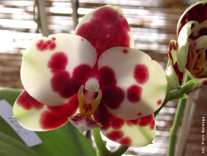 Orchidalia w Oran�erii
