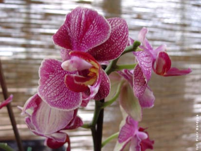 Orchidalia w Oran�erii
