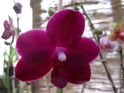 Orchidalia w Oran�erii
