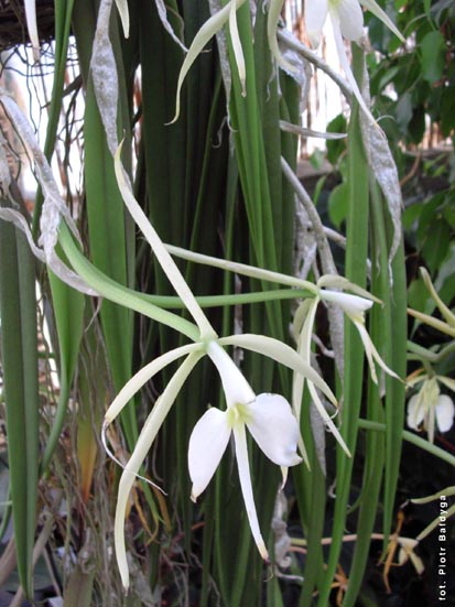 Orchidalia w Oran�erii
