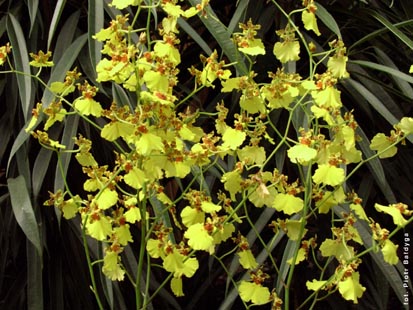 Orchidalia w Oran�erii
