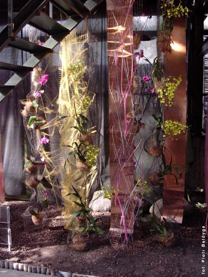 Orchidalia w Oran�erii
