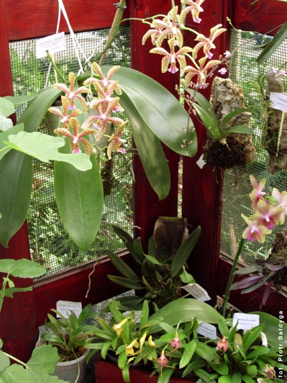 Orchidalia w Oran�erii
