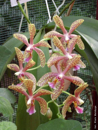 Orchidalia w Oran�erii
