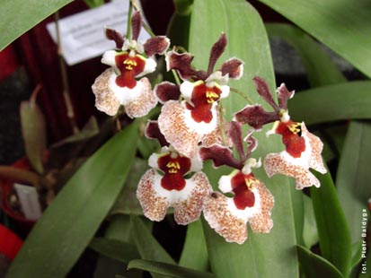 Orchidalia w Oran�erii
