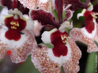 Orchidalia w Oran�erii
