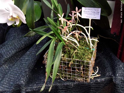 Orchidalia w Oran�erii
