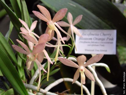 Orchidalia w Oran�erii
