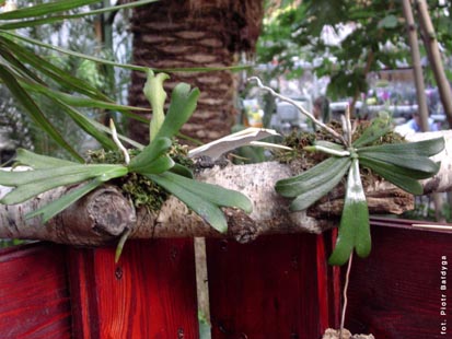 Orchidalia w Oran�erii
