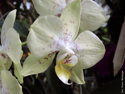 Orchidalia w Oran�erii
