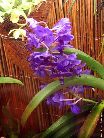 Orchidalia w Oran�erii
