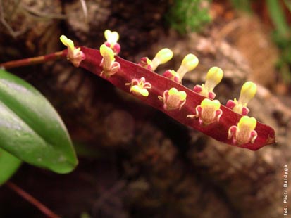 Orchidalia w Oran�erii
